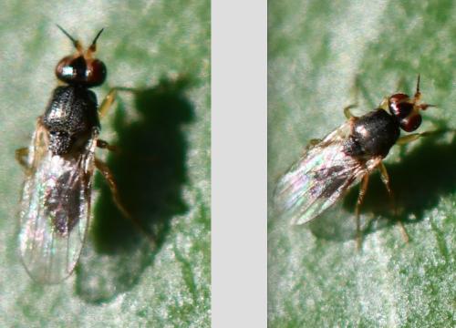 Réf. 294 684 : Elachiptera tuberculifera